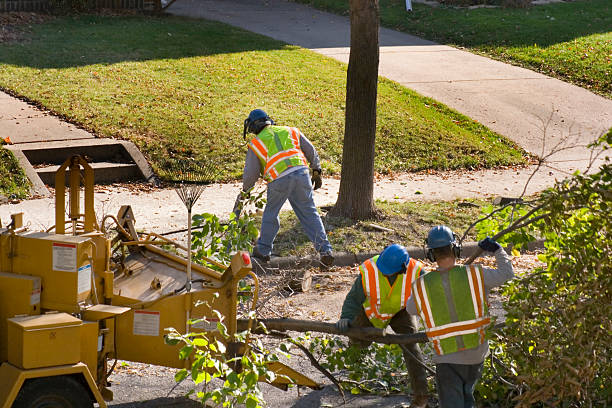 Best Tree and Shrub Care  in St Marys, GA